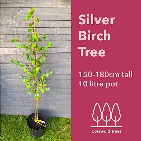 Silver Birch Tree (Betula Pendula) Grown By Cotswold Trees - Image 5