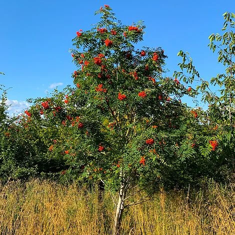 Rowan Tree (Sorbus Aucuparia) Grown By Cotswold Trees