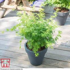 Acer Palmatum 'Going Green&reg;'