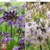 Agapanthus Duo Fireworks & Poppin Purple