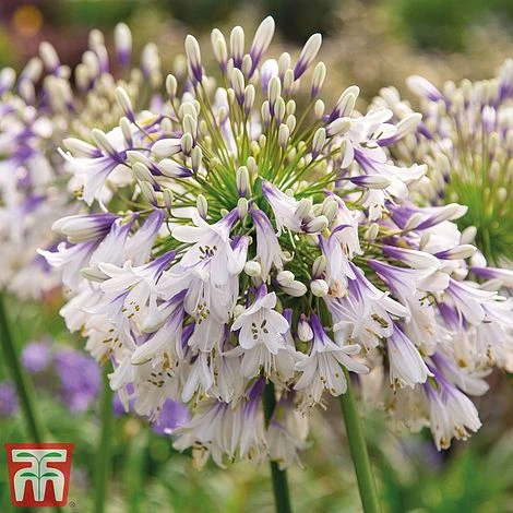 Agapanthus Duo Fireworks & Poppin Purple - Image 3