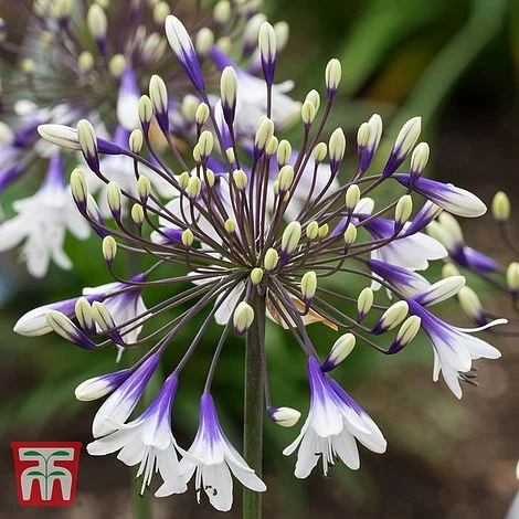 Agapanthus 'Fireworks' - Image 4