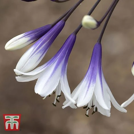 Agapanthus 'Fireworks' - Image 8