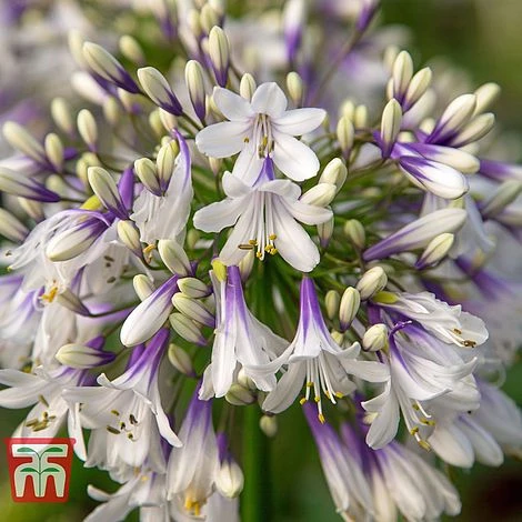 Agapanthus 'Fireworks' - Image 3