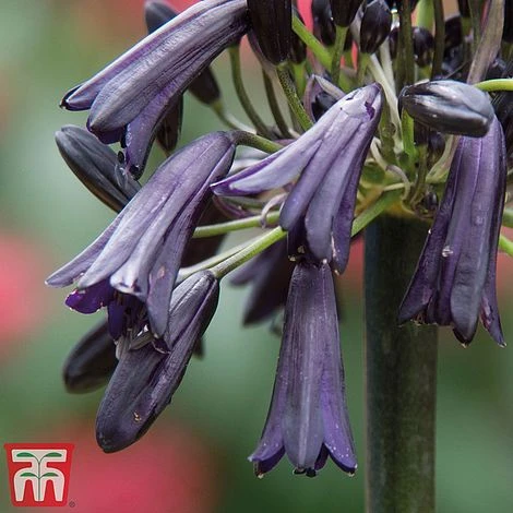 Agapanthus 'Black Magic' - Image 2