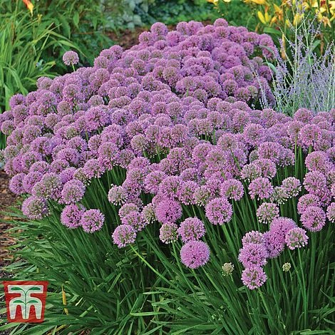 Allium 'Millenium' - Image 2