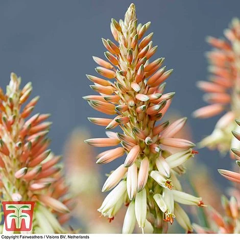 Aloe 'Safari Sunrise' - Image 8