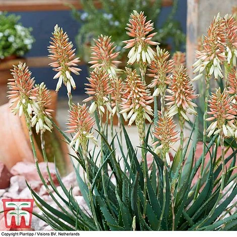 Aloe 'Safari Sunrise' - Image 9