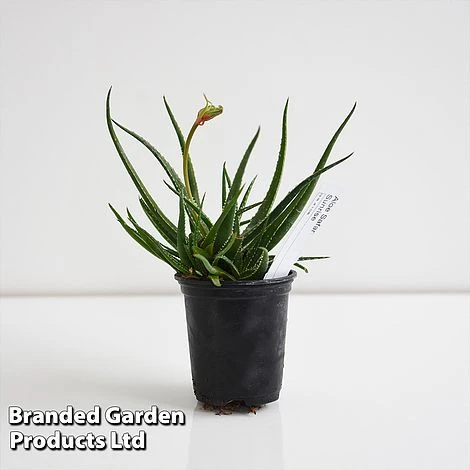 Aloe 'Safari Sunrise' - Image 4