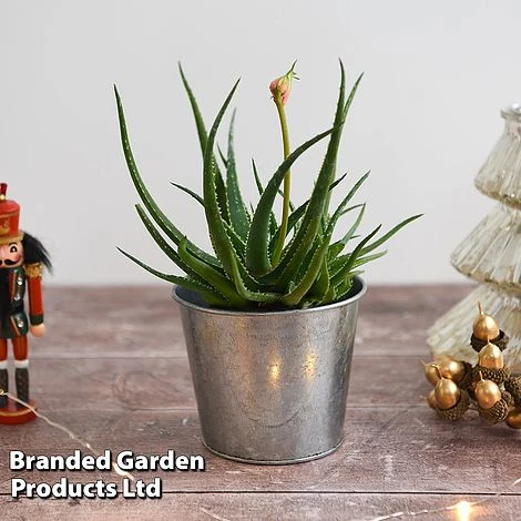 Aloe 'Safari Sunrise' - Image 5