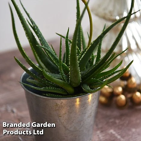 Aloe 'Safari Sunrise' - Image 7