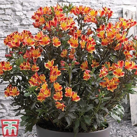 Alstroemeria Summer Trio - Image 2