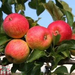 Apple 'Red Falstaff'