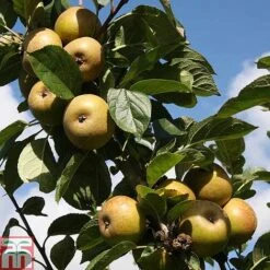 Apple 'Ashmead's Kernel'