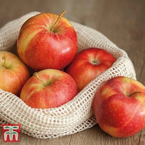 Apple 'Gala' - Image 3