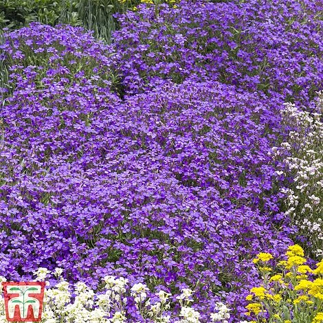 Aubrieta 'Cascade Blue' - Image 2