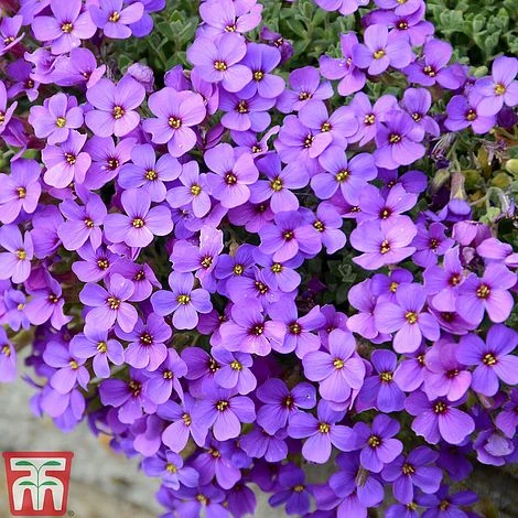 Aubrieta 'Cascade Blue'