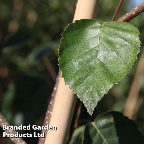 Betula Utilis 'Jacquemontii' - Image 3