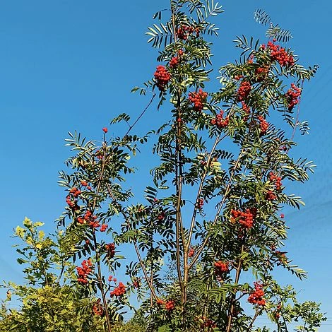Rowan Tree (Sorbus Aucuparia) Grown By Cotswold Trees - Image 2