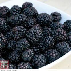 Blackberry 'Reuben'