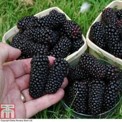 Blackberry 'Black Butte'