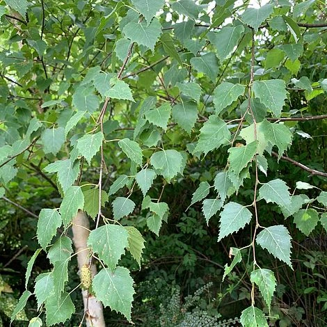 Silver Birch Tree (Betula Pendula) Grown By Cotswold Trees - Image 7