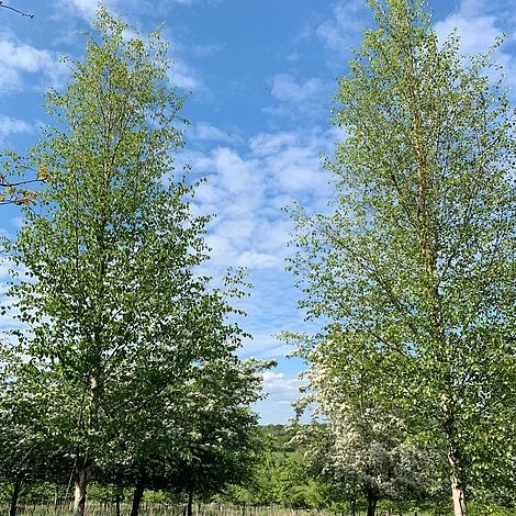 Silver Birch Tree (Betula Pendula) Grown By Cotswold Trees - Image 3