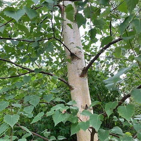 Silver Birch Tree (Betula Pendula) Grown By Cotswold Trees - Image 6