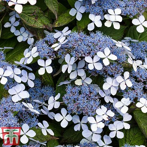 Hydrangea Serrata 'Bluebird' - Image 2