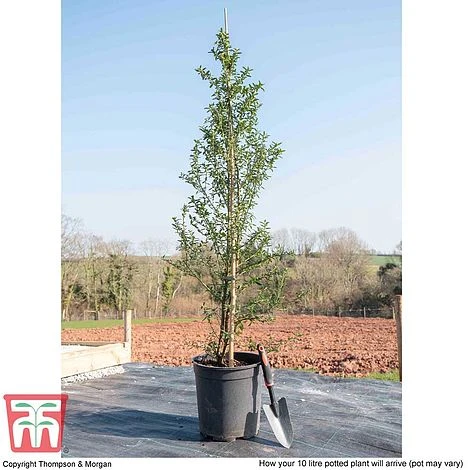 Ceanothus 'Concha' - Image 6