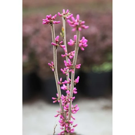 Cercis Chinensis 'Avondale' - Image 2