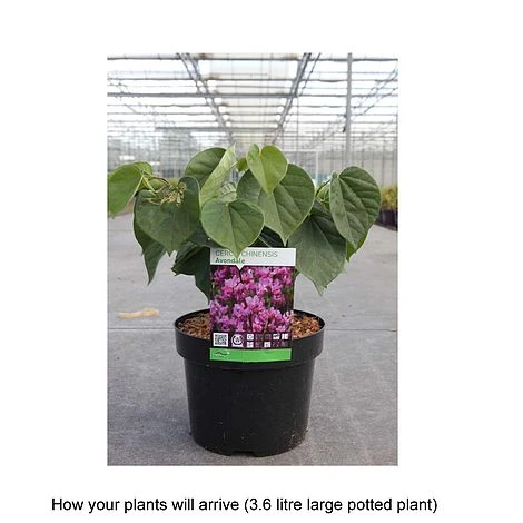 Cercis Chinensis 'Avondale' - Image 3