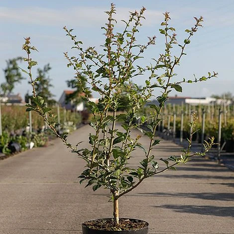 Crataegus Grignonensis - Image 2