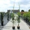 Crataegus Media 'Pauls Scarlet'