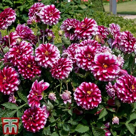 Dahlia 'Dalina Salinas' (The Windmill Dahlia) - Image 2