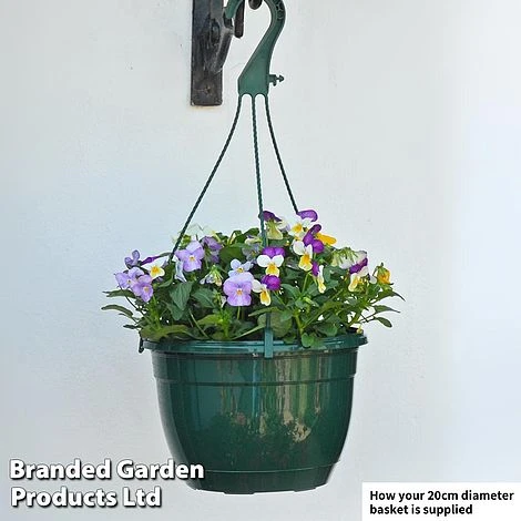 Viola 'Ice Babies' Pre-Planted Hanging Basket - Image 2