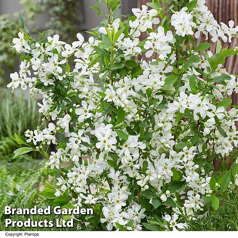 Exochorda 'Blushing Pearl' - Image 2