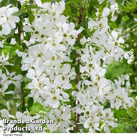 Exochorda 'Blushing Pearl' - Image 3