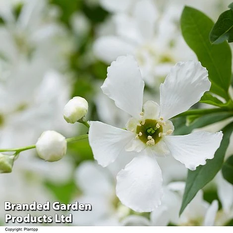 Exochorda 'Blushing Pearl' - Image 5
