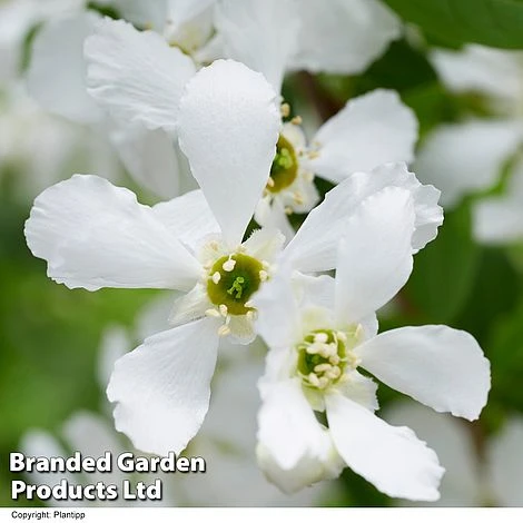 Exochorda 'Blushing Pearl' - Image 6