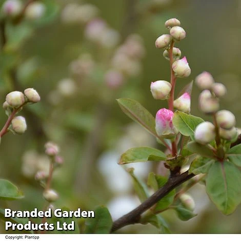 Exochorda 'Blushing Pearl' - Image 7