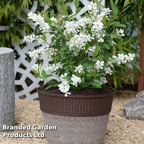 Exochorda 'Blushing Pearl' - Image 8