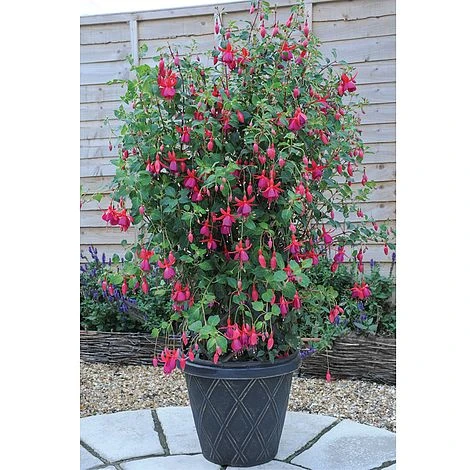 Fuchsia 'Pink Fizz' (Hardy) - Image 2