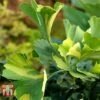 Ginkgo Biloba 'Mariken'