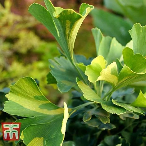 Ginkgo Biloba 'Mariken'