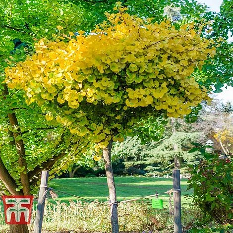 Ginkgo Biloba 'Mariken' - Image 2
