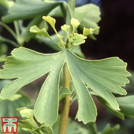 Ginkgo Biloba