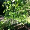 Easy Grow Runner Bean Frame & Climbing Plant Support Trellis - 0.75 X 1.2 X 2.4m H