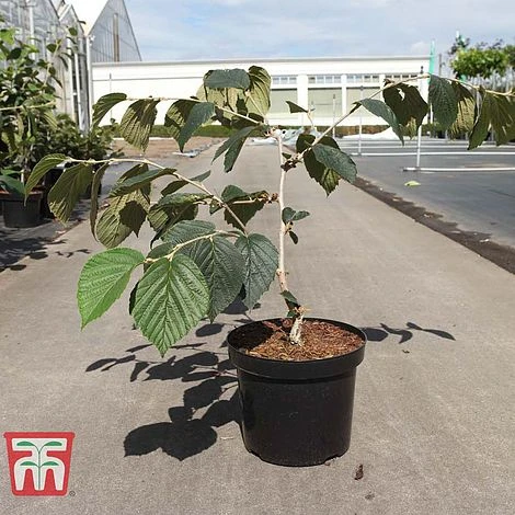 Hamamelis × Intermedia 'Böhlje's Feuerzauber' - Image 2