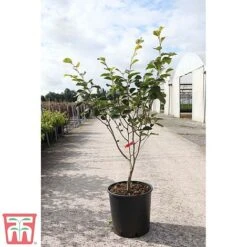 Hamamelis X Intermedia 'Ruby Glow'